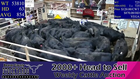 11/15/2022 - Beaver County Stockyards Livestock Auction