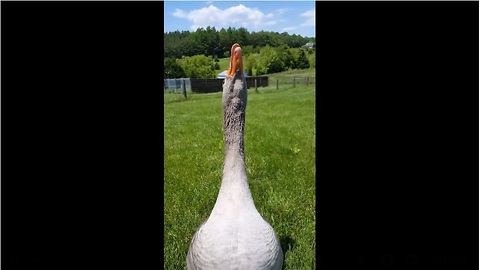 Goose gives air kisses for Mother's Day