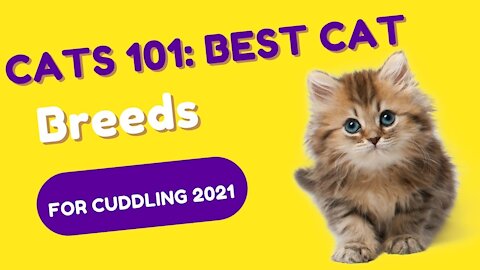 CATS101: BEST CAT BREEDS FOR CUDDLING 2021