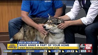 Pet of the week: 4-year-old Annie loves cuddling and afternoon walks