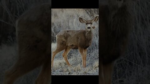 Critters and Morning blues - Canon R10 - Deer, Duck, Bird