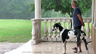 Great Dane Puppy Watches Florida Thunderstorm