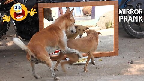 The Most Amazing Crazy Goat Attacks Ever Caught On Camera - Funny Animals