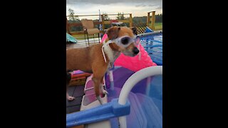 Goggle-wearing pup loves to swim in the pool