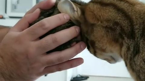Cat displays special bond with rodent friends
