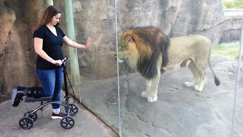 This lion really wants her scooter | original video
