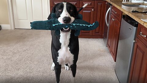 Smiling Great Dane's Funny Alligator Toy Teeth Greeting