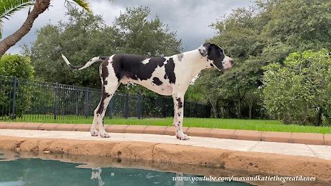 Harlequin Great Dane Rorschach Test - Loving Dogs Heart Spade Spotty Dog Spots