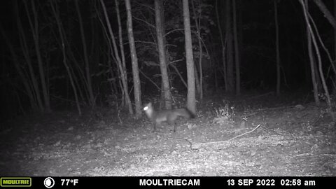 Playful fox caught chasing huge bug on trail cam