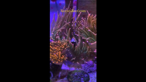 Anemones and Clownfish