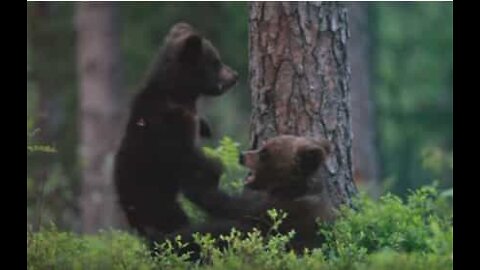 Ekstremt søtt! Skjønne bjørnunger lekeslåss