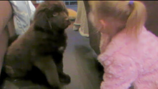 Sweet little girl meets her new giant puppy