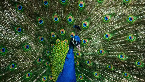 Peacock-beautiful birds.