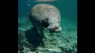 Swimming Safely With Manatee