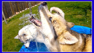 Huskies beyond excited for pool time!