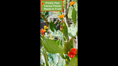 Prickly Pear Cactus Plant 🌵Cactus Flower Ready to Fruit! (Planta de Nopal) Shirley Bovshow #shorts