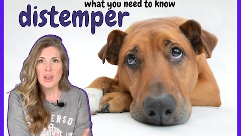 What You Need To Know: Distemper's In The News Again