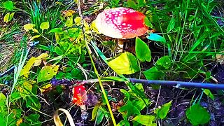 Гриб Мухомор красный Mushroom Amanita muscaria