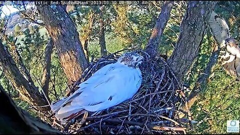 Tom Brings Breakfast 🌲 03/30/23 08:08