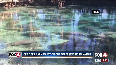 FWC: Watch out for migrating manatees