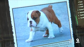 DWYM: Puppy Scam Warning