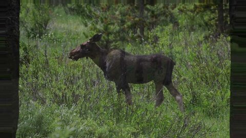 A Fall Drive to the Bighorns 4K