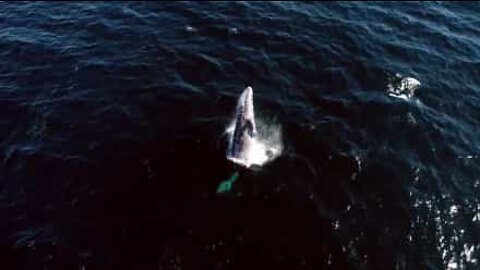 캘리포니아에서 포착된 환상적인 귀신고래 영상
