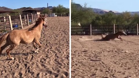 Horse could not control his excitement and fell