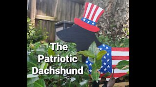 The Patriotic Dachshund