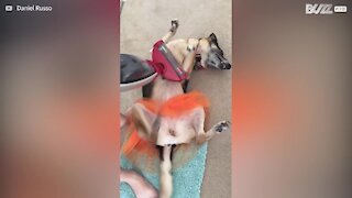 Dog gets vacuum cleaner massage