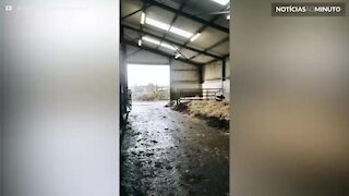 Vacas ficam super animadas em voltar para casa