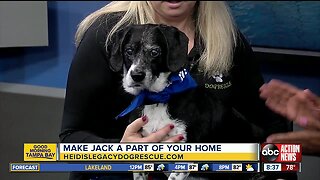 Rescues in Action May 5 | Jack needs forever home
