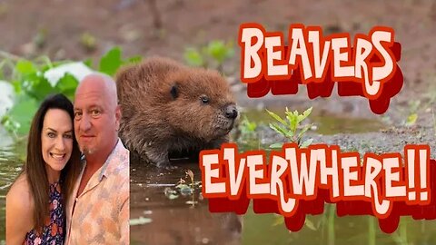 Beaver Invasion! Can we survive the Teeth of Nature's Busiest Architects?