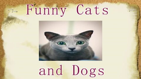 Funny Cats & Dogs Viral Videos for Kids as well as Adults