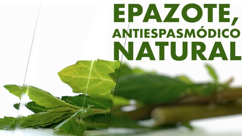 Epazote, antiespasmódico natural