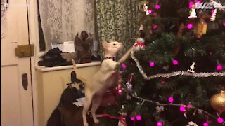 Un chat "sauve" un renne de Noël