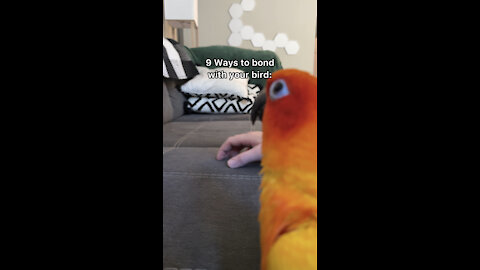 9 Ways to bond with your bird