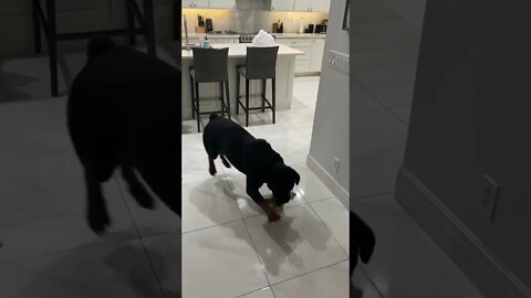 Rottweiler goes nuts on a paper bag
