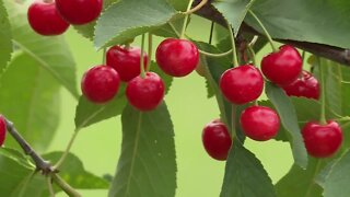 Preparing for cherry harvest in Door County