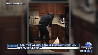 Deputies catch snake that slithered into Foxfield home