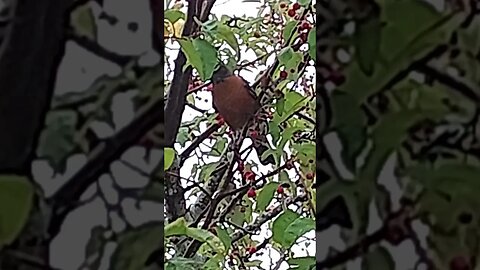 American Robin In the Crabapple Tree (Beaverton, Oregon)