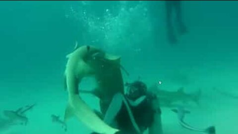 Sub salvano uno squalo incagliato in un amo