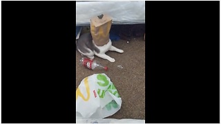 Greedy cat gets head stuck in bag