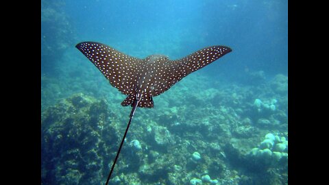 In the video you can watch a spotted eagle ray looking for food