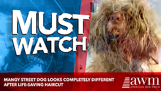 Mangy Street Dog Looks Completely Different After Life-Saving Haircut