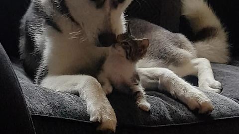 Husky And Kitten Share Heart-Melting Interaction Together