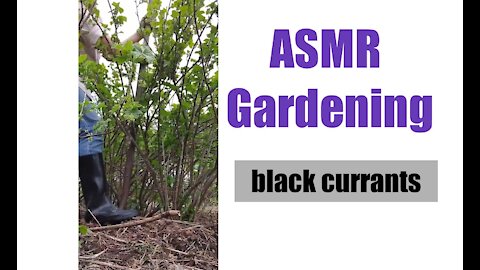 ASMR Gardening Trans-planting Black Currants