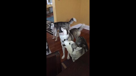 Pack of huskies all how together in unison