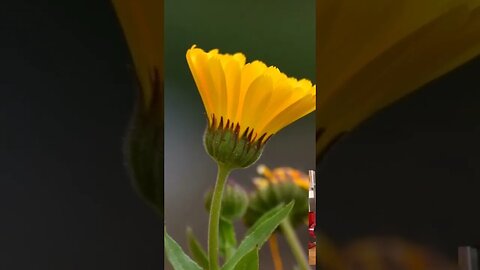 Calendula as a Diaphoretic