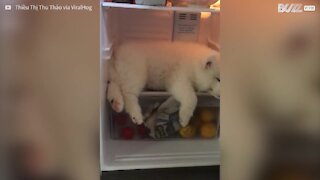 Cane si addormenta in frigorifero, cercando un po' di fresco